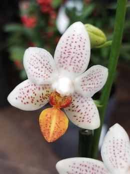 Хрупкая и нежная, миниатюрная и ароматная – все это об Орхидее Мини Марк.