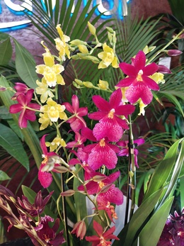 Композиции из орхидей Камбрия - волшебство от садоводов!