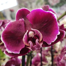 Орхидея Фаленопсис «Каменная роза» - редкая красавица среди эпифитов.