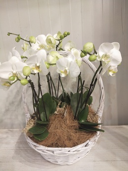 Подарите на Новый Год композицию из орхидей!