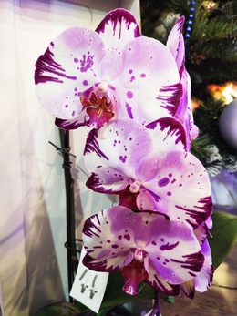 Новогодний розыгрыш композиции из орхидей!