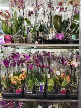 Новогодние скидки при покупке от двух орхидей!