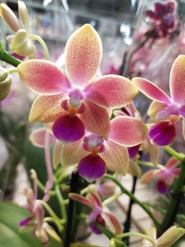 Как пахнут орхидеи?