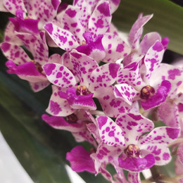 Орхидеи на 8 марта!