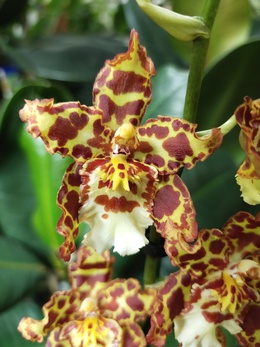 Ароматные орхидеи в наличии!