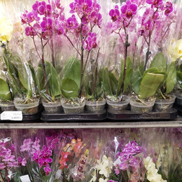 Праздничная поставка орхидей в наличии!