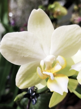 Солнечные орхидеи! Все про желтые орхидеи!