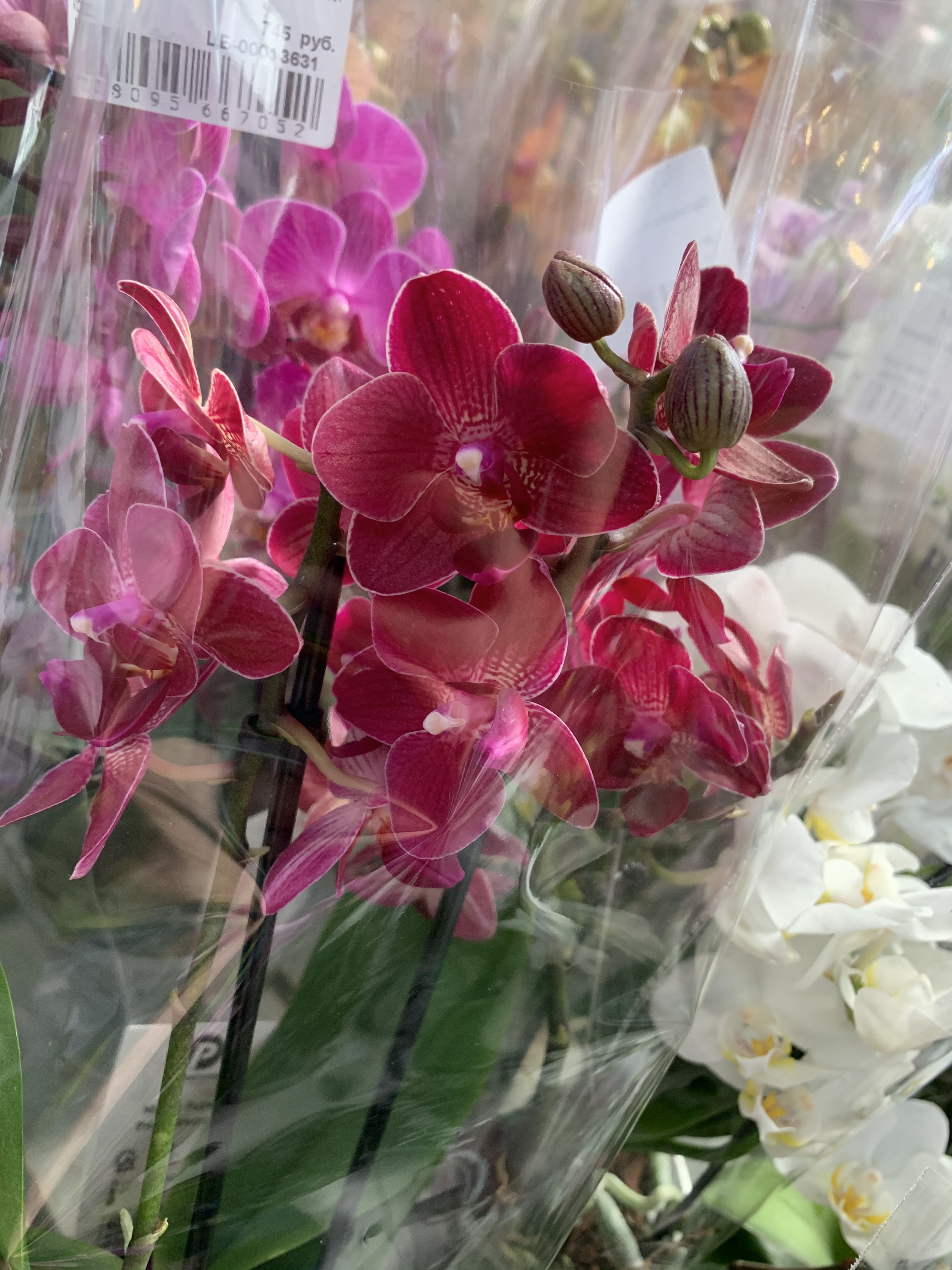 Купить орхидею в чебоксарах. Орхидея Phalaenopsis, multiflora. Орхидея фаленопсис мультифлора Грация.