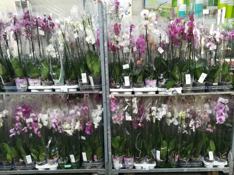 Орхидеи оптом