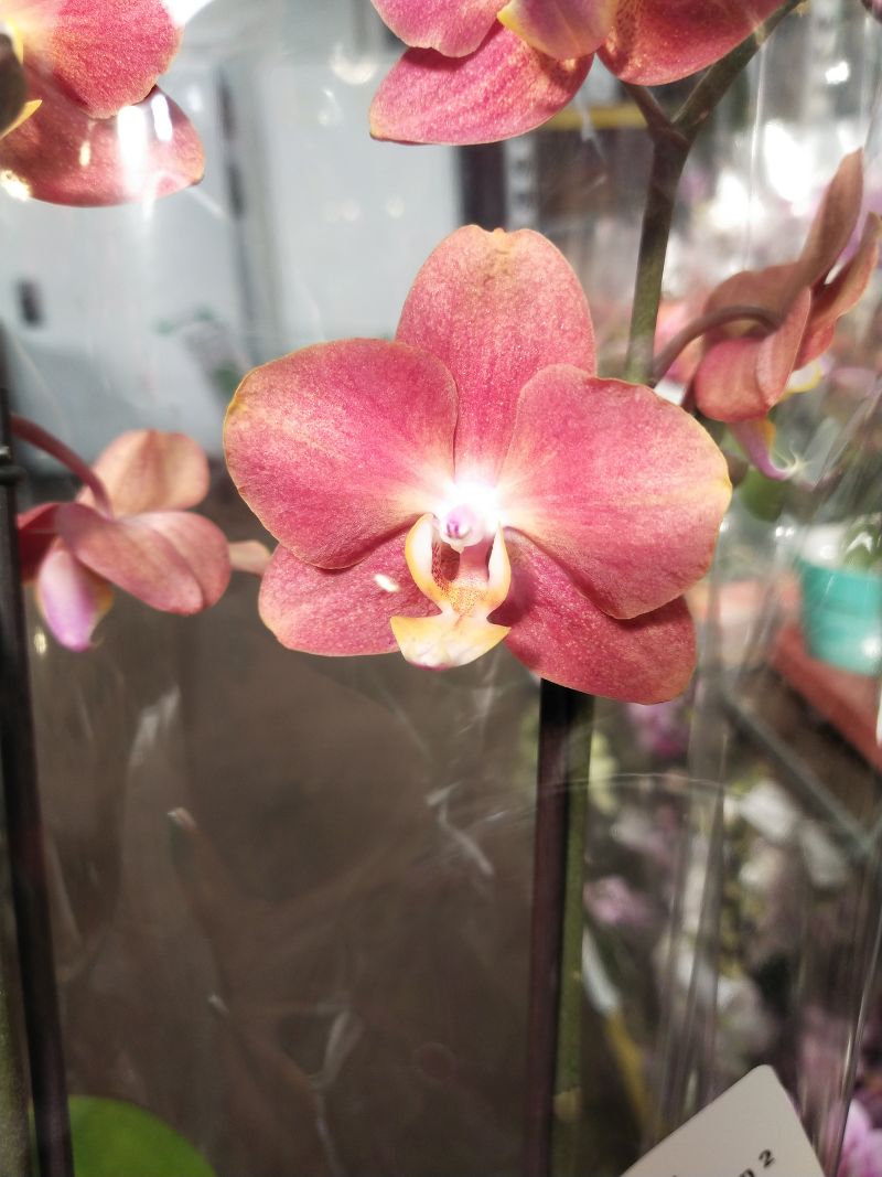 Орхидея Фаленопсис Horizon 2 pp 12/45 