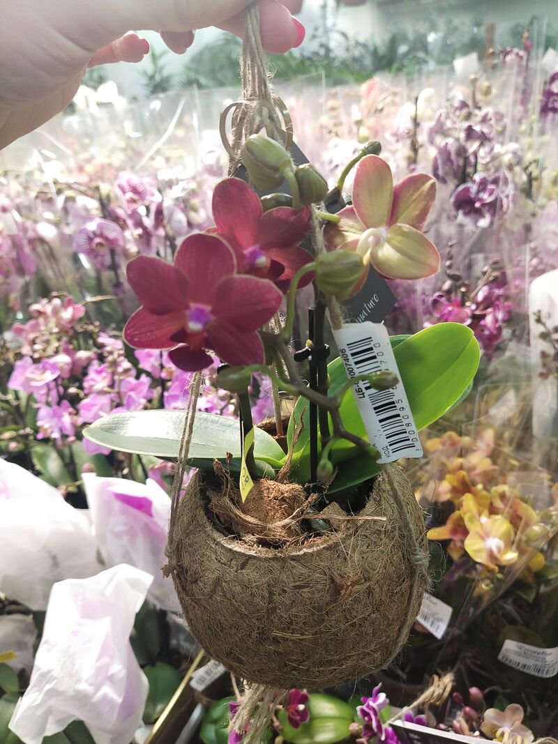 Орхидея Фаленопсис 2 рр mini kokodama 12/30 Голландия