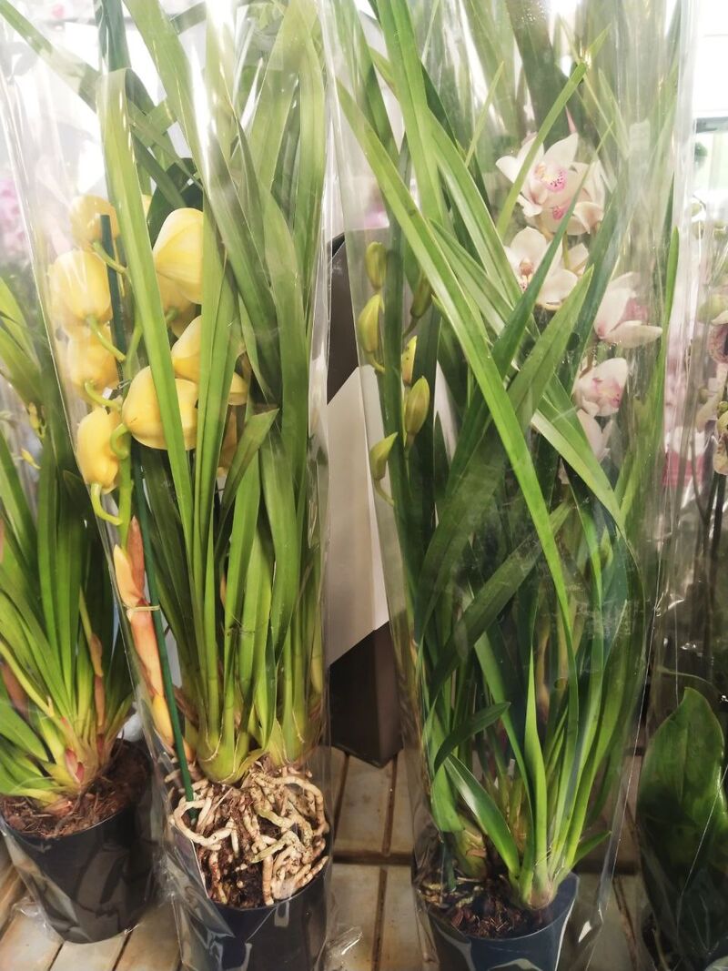 Орхидея Цимбидиум микс 14/90 Голландия