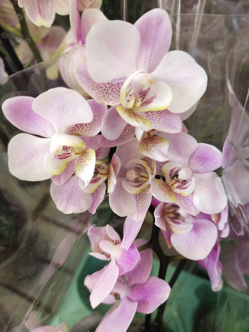 Орхидея Фаленопсис 2 рр Big lip Pink 9/40 Голландия