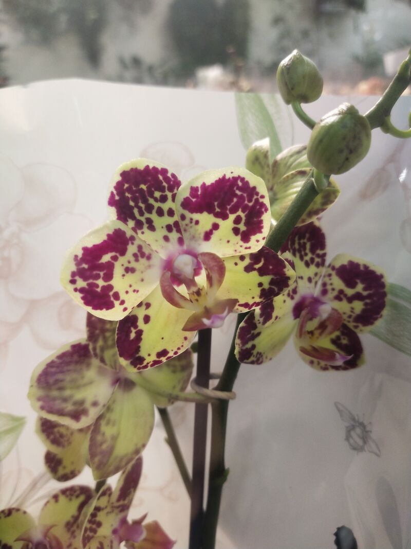 Орхидея Фаленопсис Мультифлора Strawberry cake 2рр 12/50 Голландия