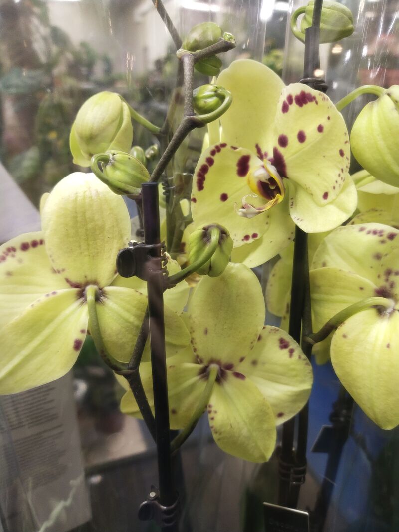 Орхидея Фаленопсис Pescara 12/60 Голландия