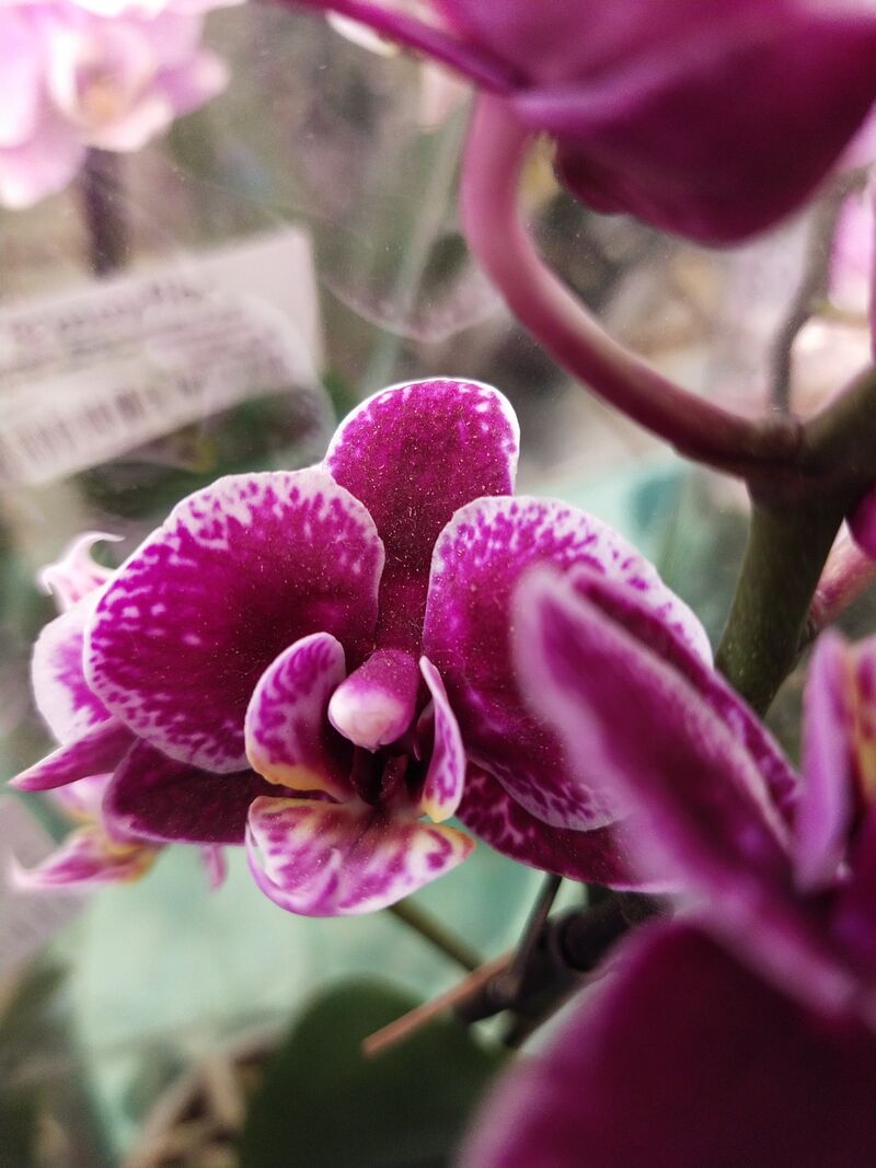 Орхидея Фаленопсис 2 pp Bolivia 9/40