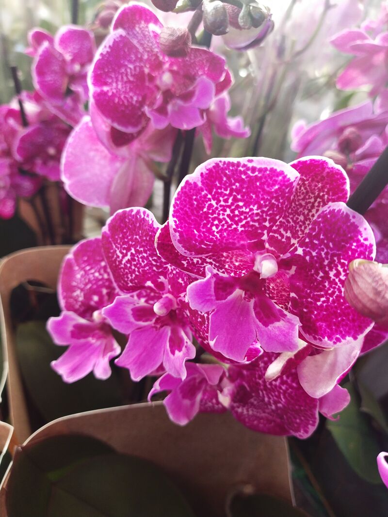 Орхидея Фаленопсис 2 pp Biglip Purple 12/55 Голландия
