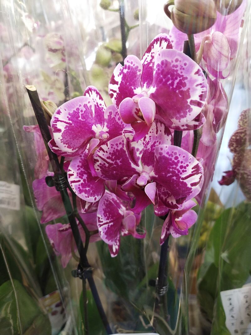 Орхидея Фаленопсис 2 рр лимитед Limited 34 purple lilac 12/65 Голландия