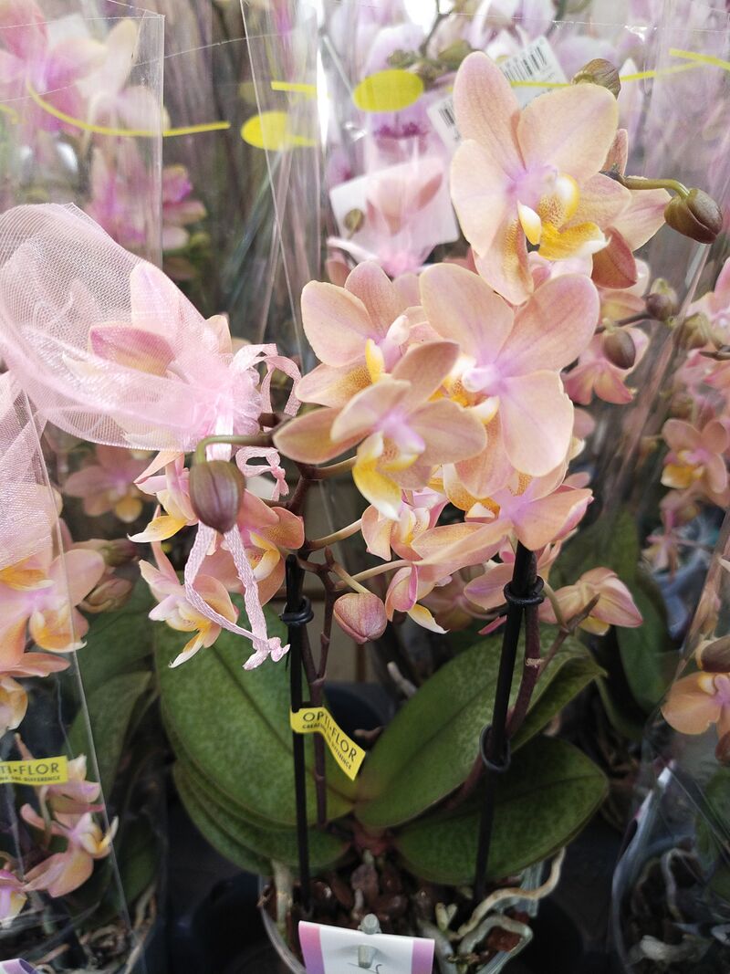 Орхидея Фаленопсис Мультифлора 2 рр Aroma Fresh 12/35 Голландия