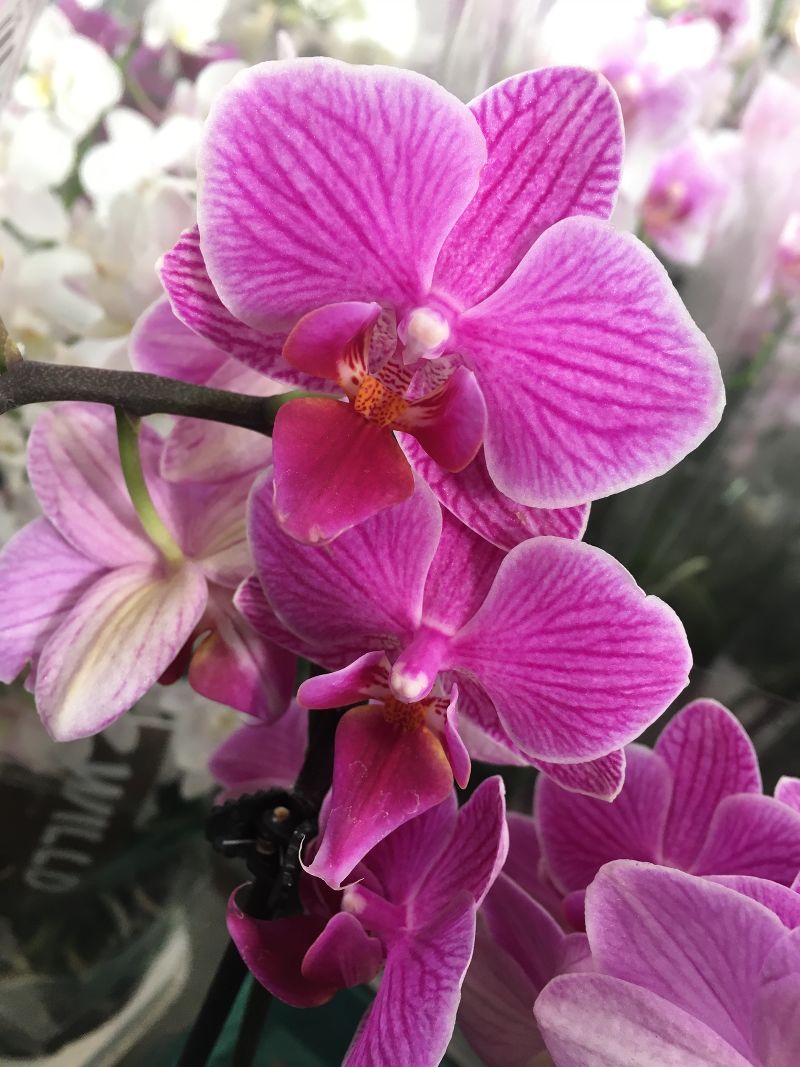 Орхидея Фаленопсис гибрид 9/30 Дания