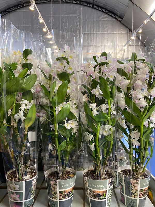 Орхидея Дендробиум Нобиле Spring Dream Kumiko 12/60