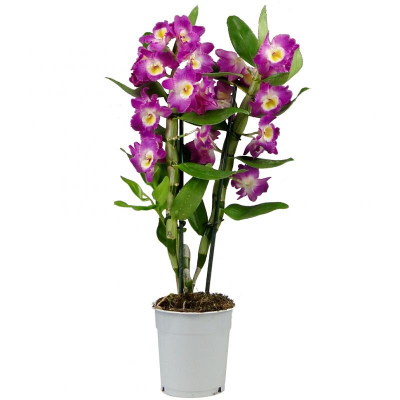Орхидея Дендробиум микс 12/50 Голландия