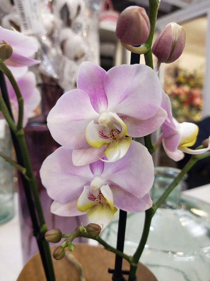 Орхидея Фаленопсис розе 2 рр парфюм ориентал 12/35 Голландия