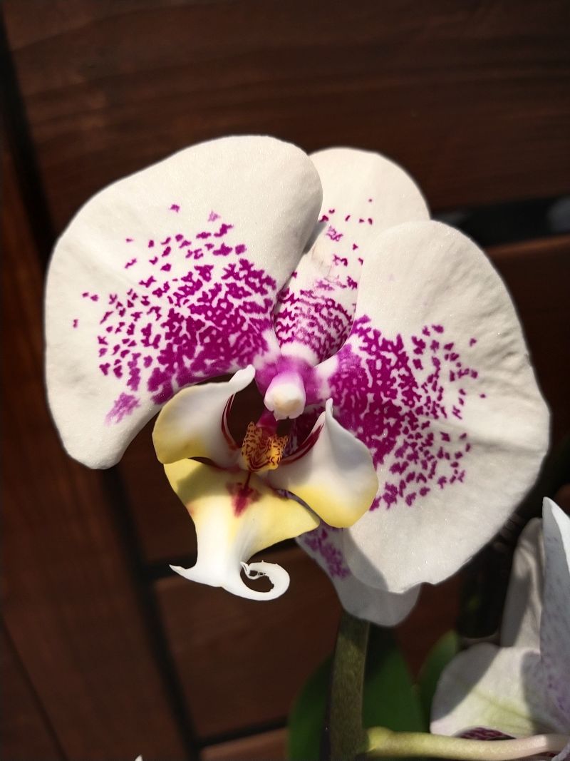 Орхидея Фаленопсис Leotien mirror Биг лип 12/40
