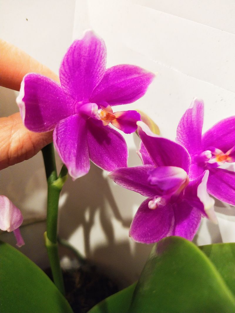 Орхидея Фаленопсис Lilac Love Potion 12/35 