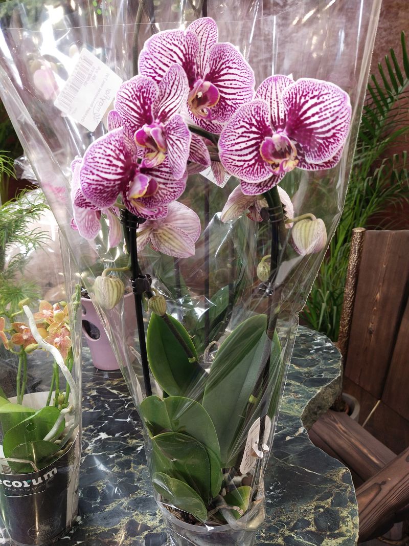 Орхидея Фаленопсис микс 2 рр Optistar 12/50 Голландия
