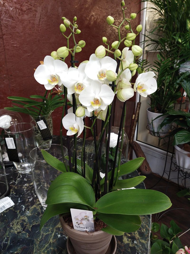 Орхидея Фаленопсис белый white Mega 8 br 21/70 