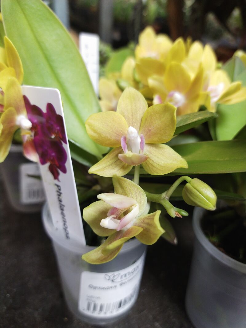 Орхидея Фаленопсис мини еллоу 1рр mini tiny dolls 1 branch yellow 6/20 