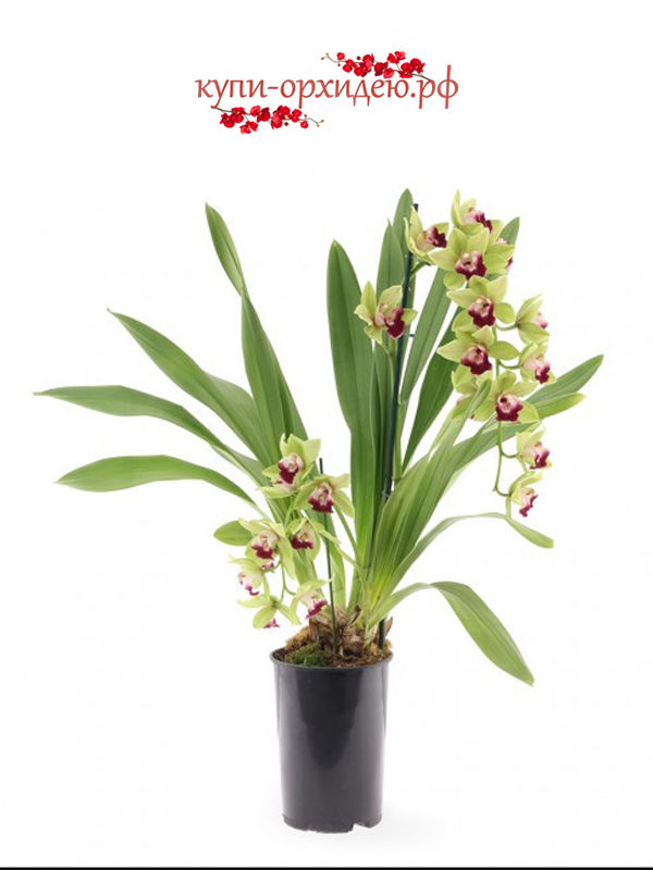 Орхидея Цимбидиум  Sakura 14/60 Голландия
