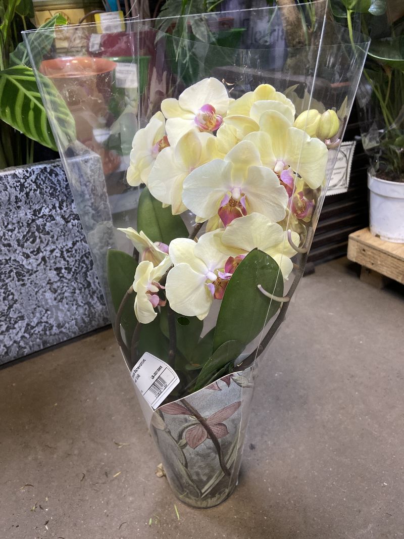 Купить орхидею в ставрополе. Фаленопсис Лимитед. Орхидея Овериг. Фаленопсис 2рр Овериг Лимитед 54.