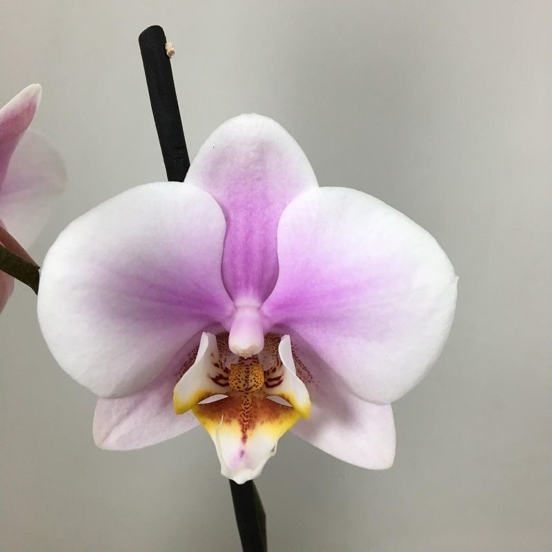 Орхидея Фаленопсис Rose Boquetto Delight 12/40 