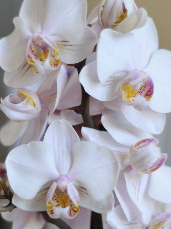 Орхидея Фаленопсис Мультифлора оранж 2 рр Монако 12/45 Голландия