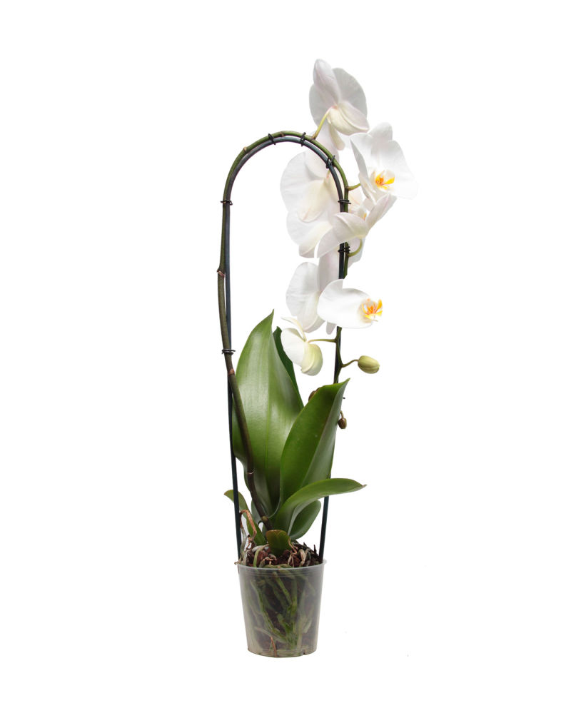 Орхидея Фаленопсис 1 рр микс 12/65 Голландия