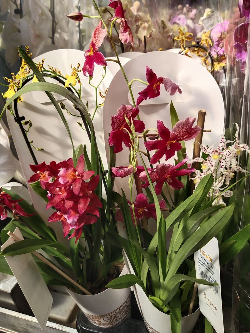 Орхидея Микс  Parfumee cascade in luxury 12/50