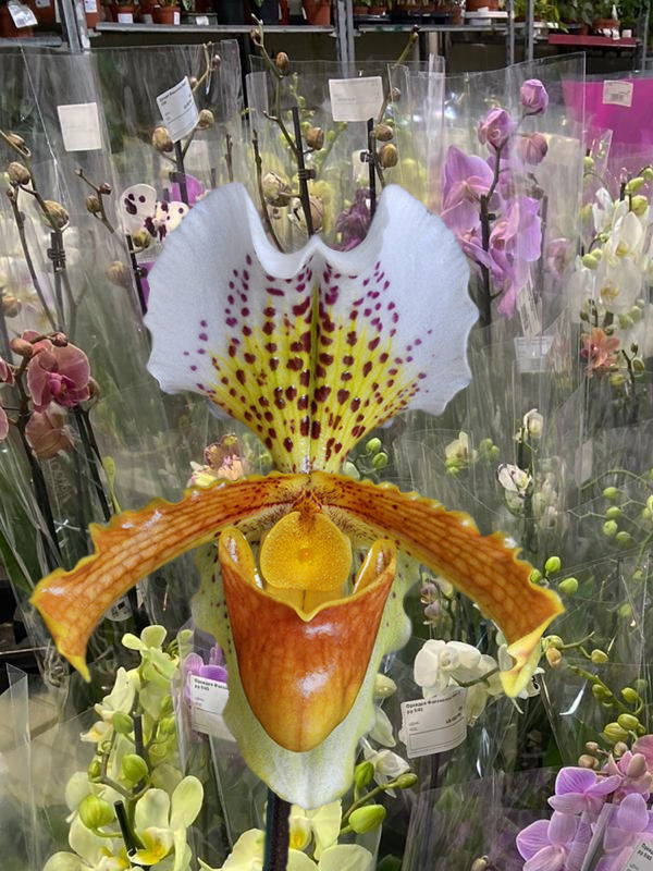 Орхидея Пафиопедилум Американ Гибрид Usa 12/25 Голландия
