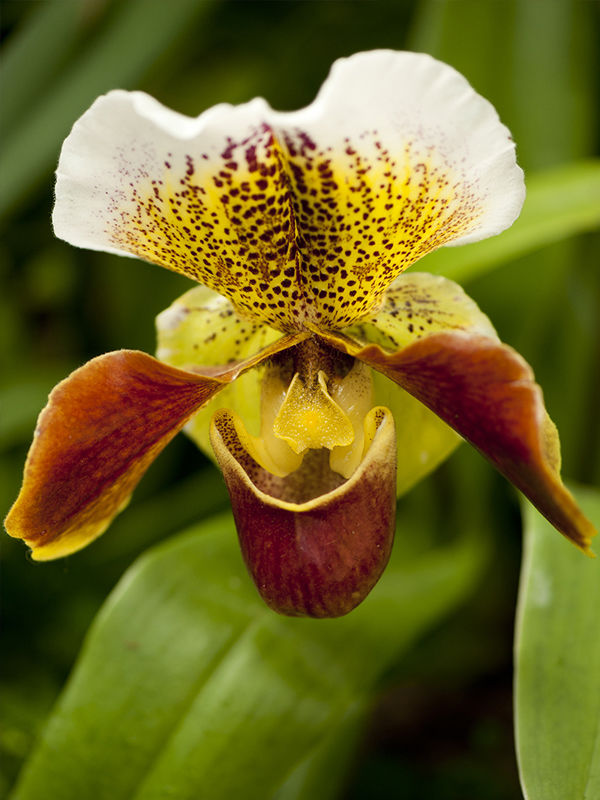 Орхидея Пафиопедилум Американ гибрид with sleeve 12/30 Голландия