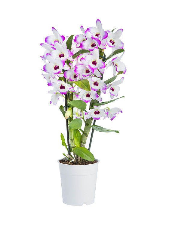 Орхидея Дендробиум микс Са-Нук 12/60 Голландия