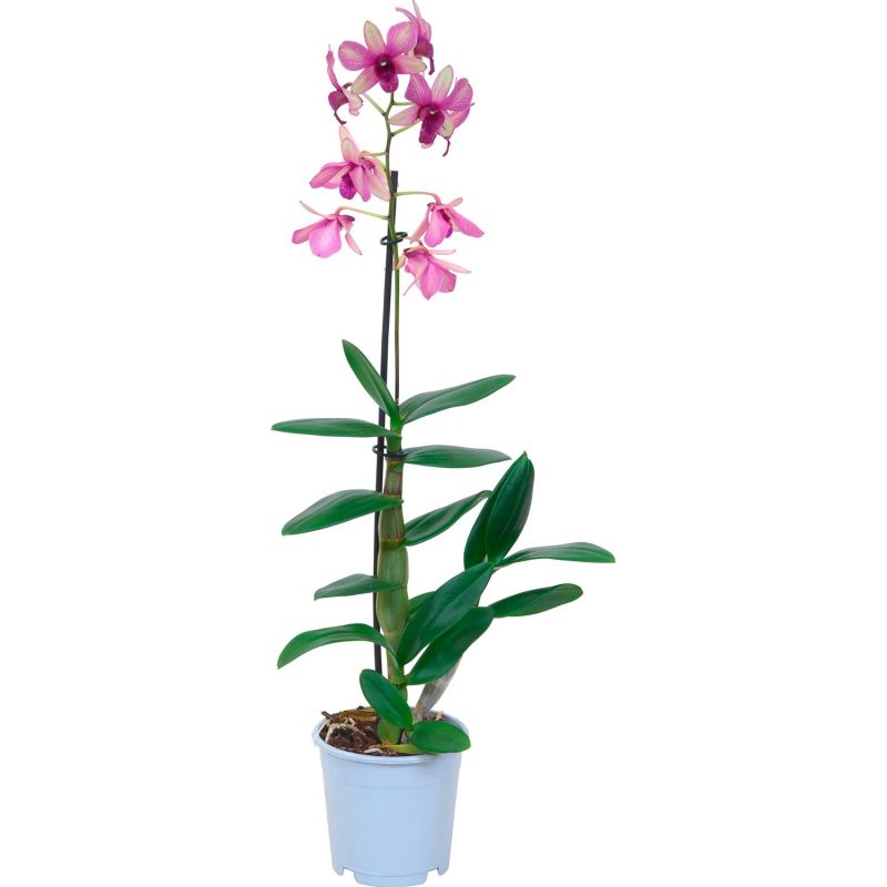 Орхидея Дендробиум Са-Нук 11/45 Голландия