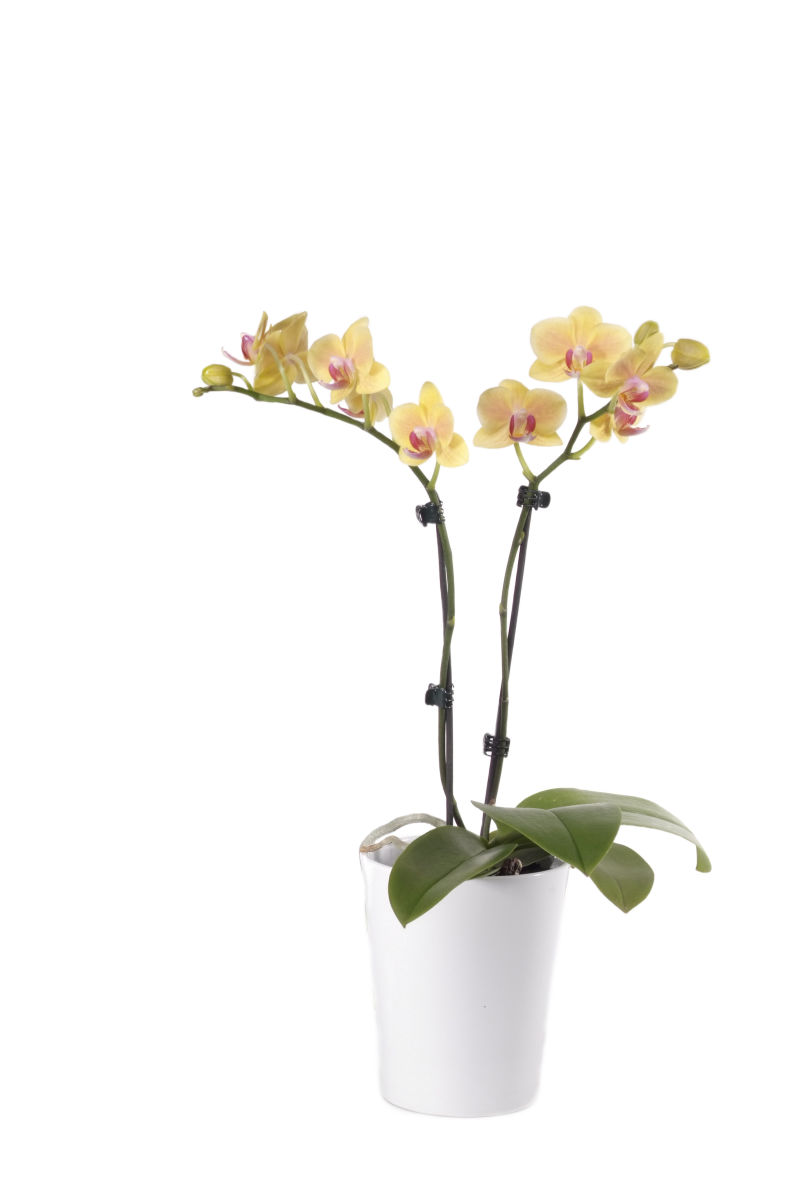 Орхидея Фаленопсис 2 рр микс 12/50 Голландия