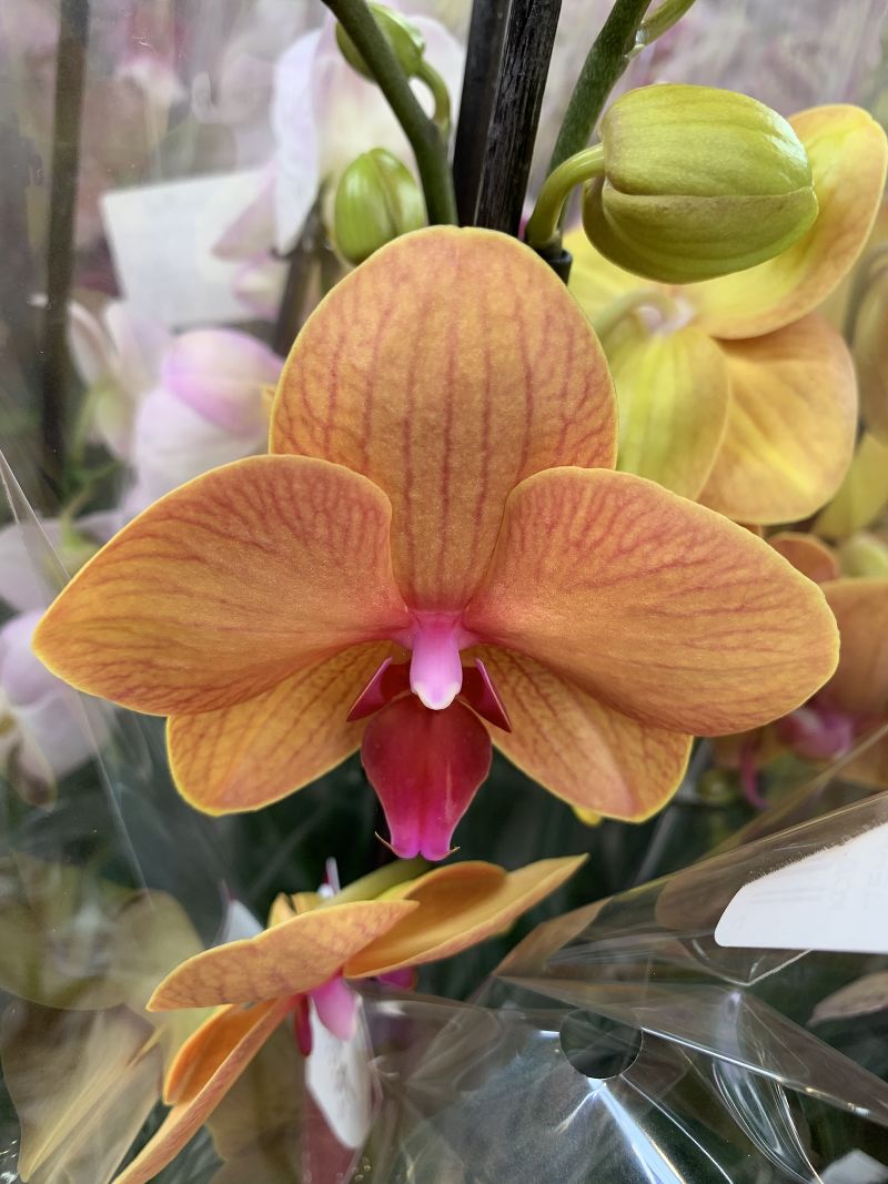 Орхидея Фаленопсис 2 рр микс Starmix 12/55 Голландия