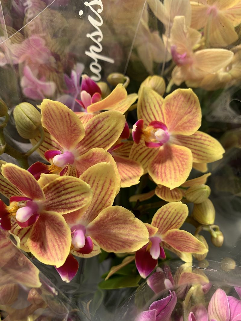 Орхидея Фаленопсис 2 рр мини Authentic 7/30 Голландия