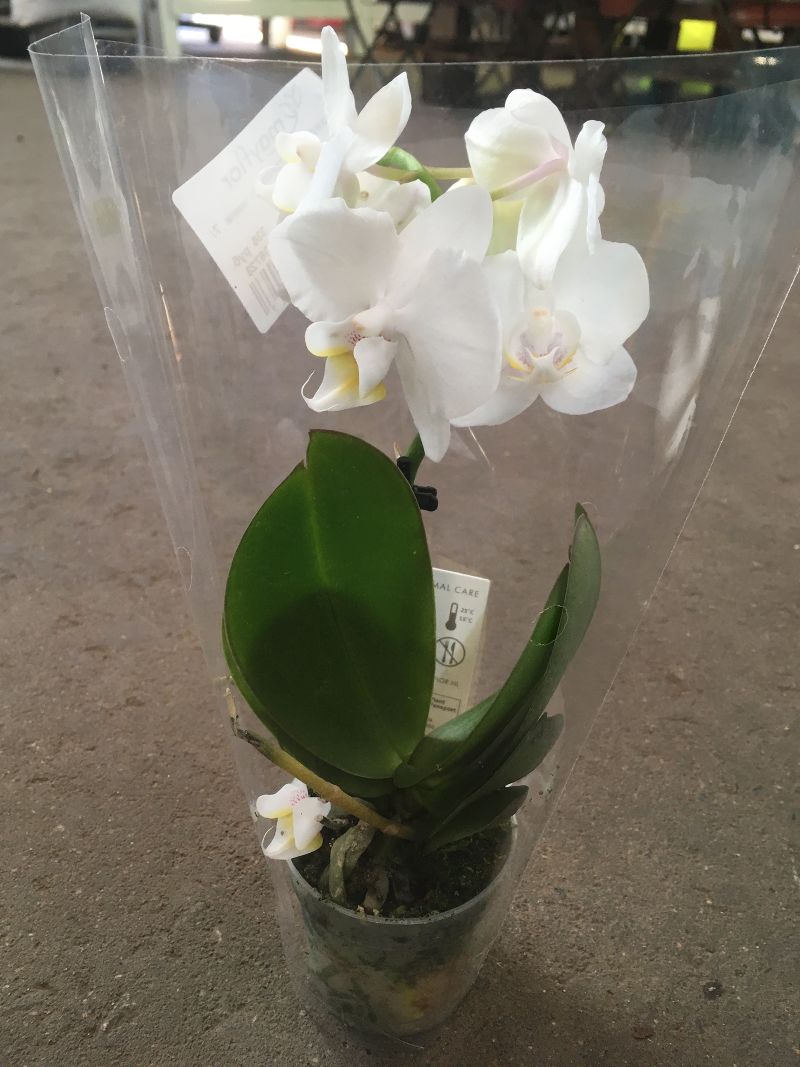 Орхидея Фаленопсис 2 рр мини микс 6/20 Голландия